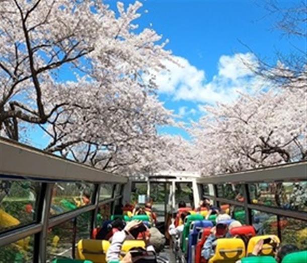 バス車内から見上げる桜は格別！