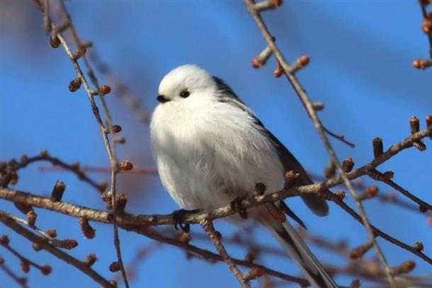 「雪の妖精」シマエナガにも会えるかも？