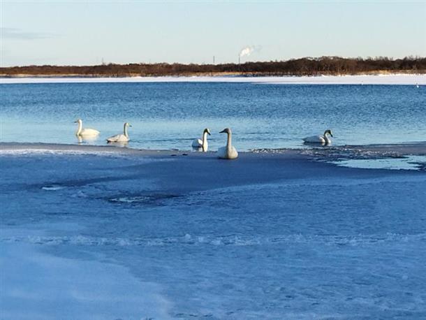 ウトナイ湖では湖で白鳥が見れることも。