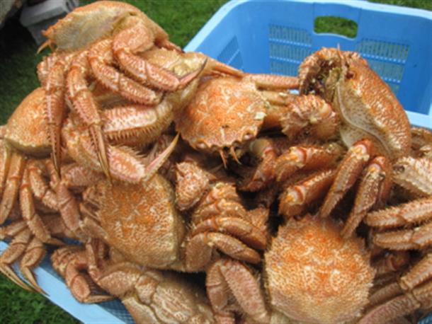 格安即売会や早食い競争も♪