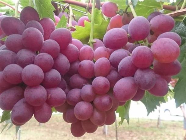 有数のぶどう産地である仁木町では10種類