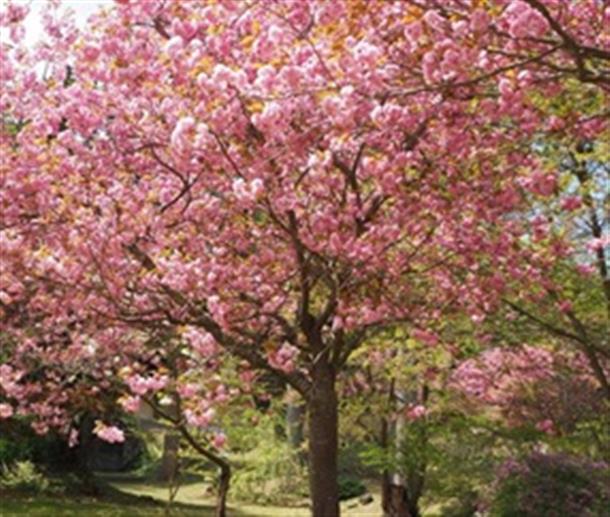 【有珠善光寺自然公園】