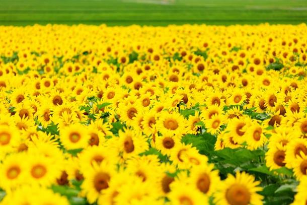 北の大地に広がる国内最大級のひまわり畑♪