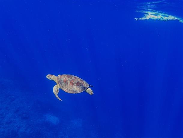 ウミガメに遭遇！