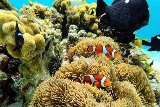 大人気の熱帯魚クマノミにも出会えるかも！