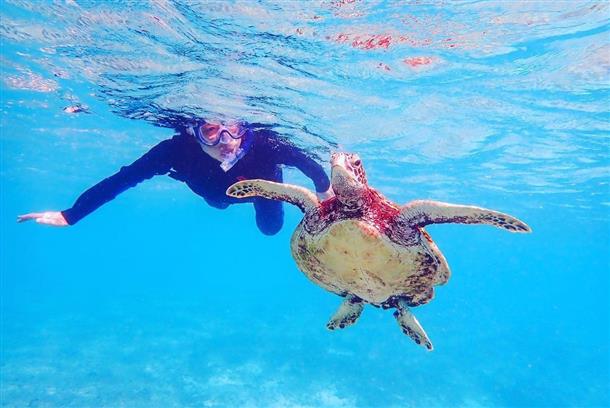 ウミガメと一緒に泳ぐ至福の時間♪