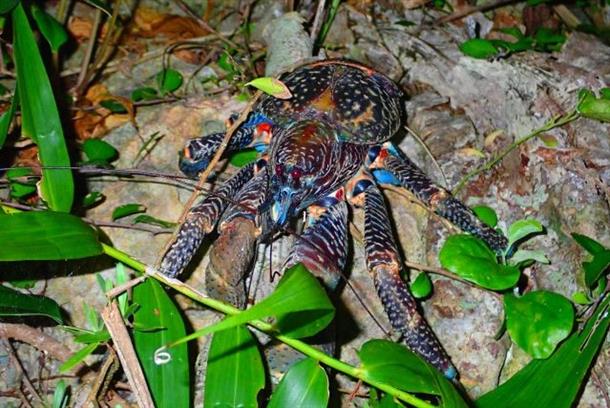南国ならではの珍しい生き物に出会える！