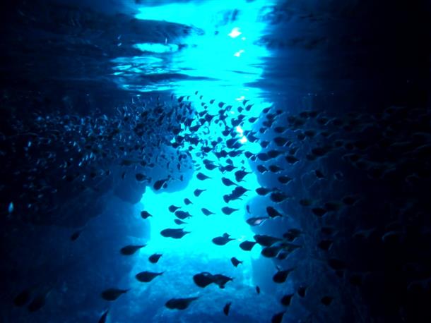 熱帯魚がさらに神秘的に見える青の洞窟★