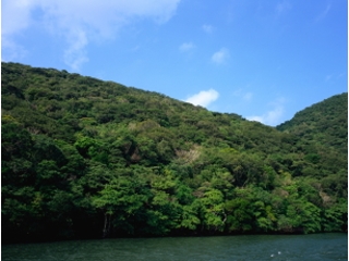 西表島の雄大な自然を堪能しよう☆.。.: