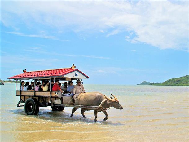 由布島へは水牛車でのんびりと 