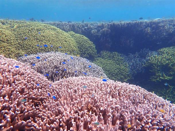 世界に誇る白保の海