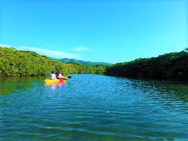 マングローブをこんなに近くで初めて見た！