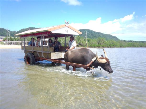 水牛車に揺られて由布島へ