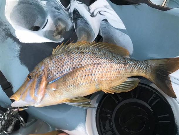南国の魚も！