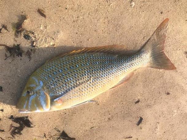 大物が釣れるかな？