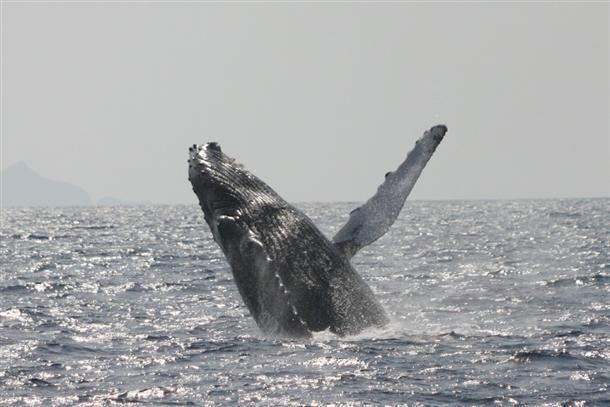 ホエールウオッチング
