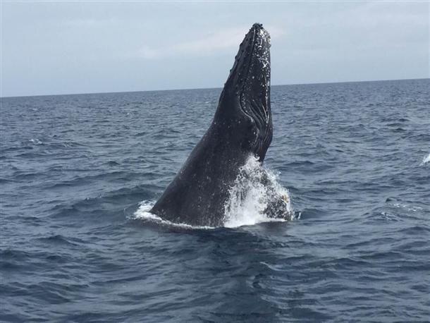 ホエールウオッチング