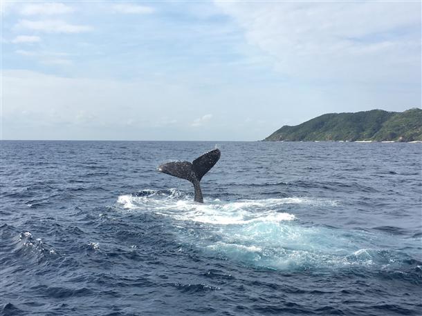 ホエールウオッチング