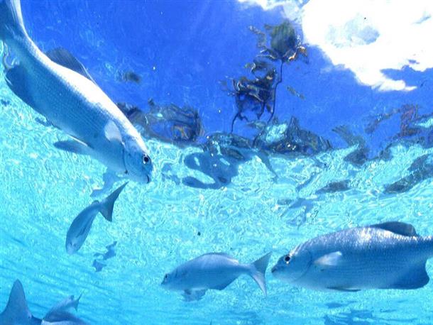 サンゴの群れや色とりどりの魚を観察