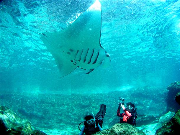 海洋生物を探せ！