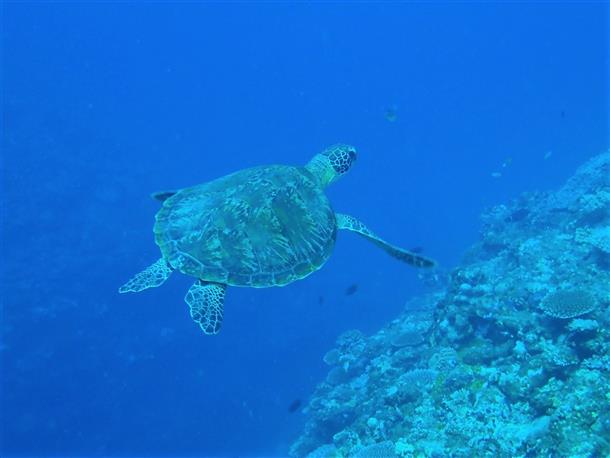 野生のウミガメに会いに行こう！