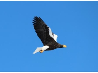 バードウォッチングが初めてでも楽しめる！