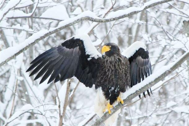 天然記念物『オオワシ』の姿を観に行こう！