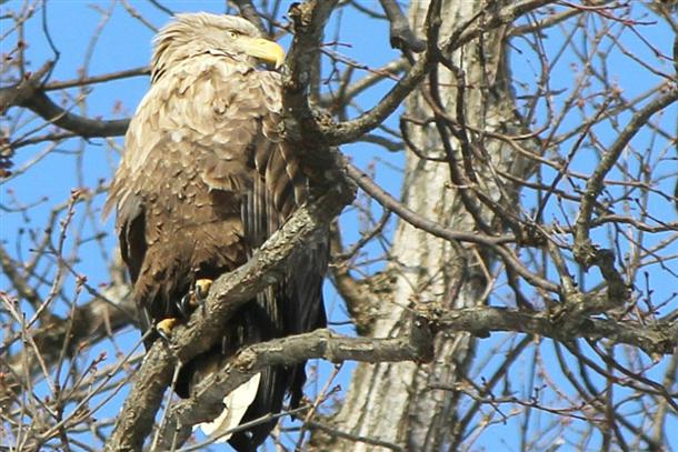 天然記念物『オジロワシ』を探してみよう！