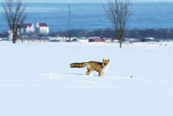 北国に暮らす動物たちとも出会えるかも♪
