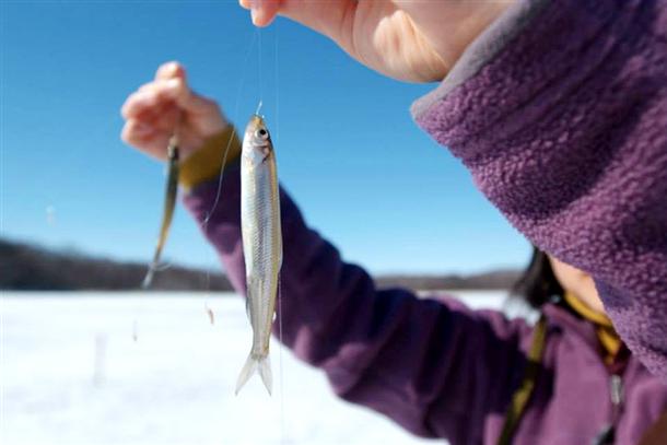 大振りで美味しいワカサギが自慢♪