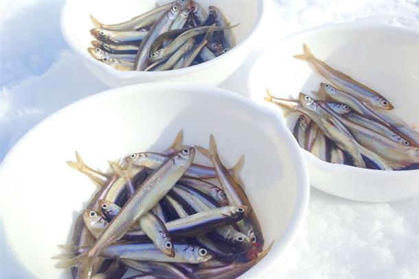 ワカサギの漁獲高が北海道一の『網走湖』！
