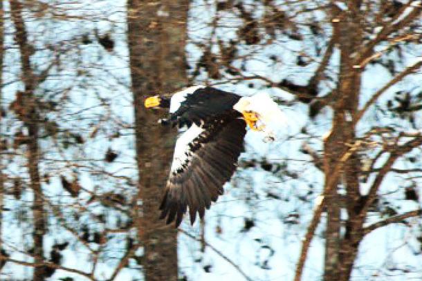 悠然と滑空する『オオワシ』の姿も見られる