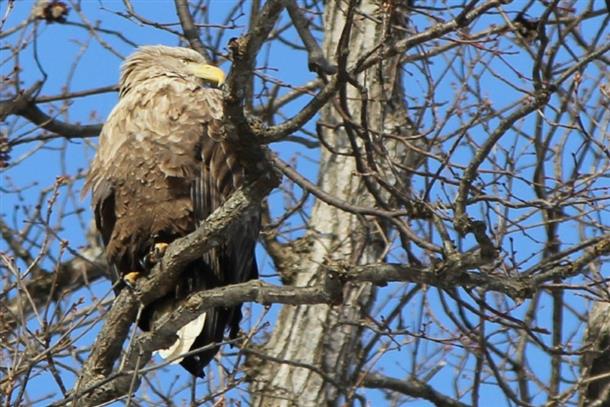 天然記念物のオジロワシ！