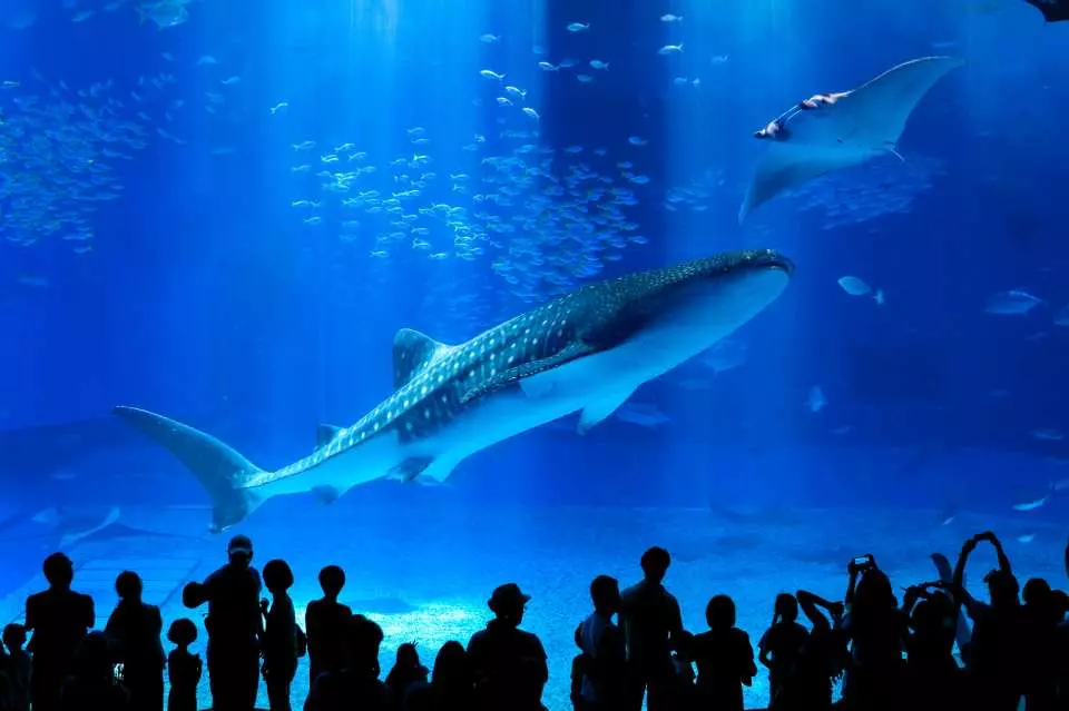 觀賞鯨鯊、珊瑚與海洋生物，世界級魅力。