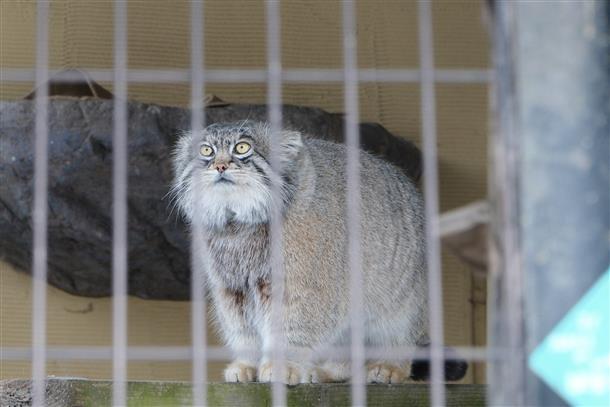 旭山動物園（マヌルネコ）