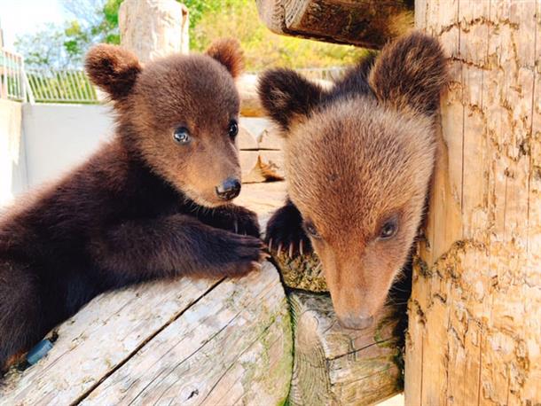 クマ牧場では熊の可愛らしい姿を見られる