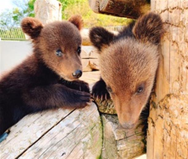 【昭和新山クマ牧場】