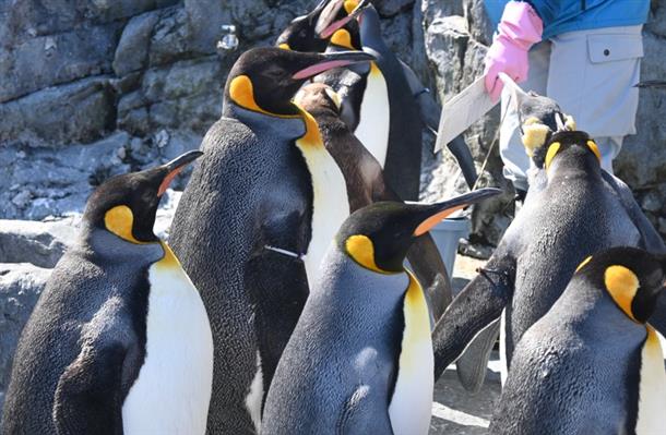 【旭山動物園】