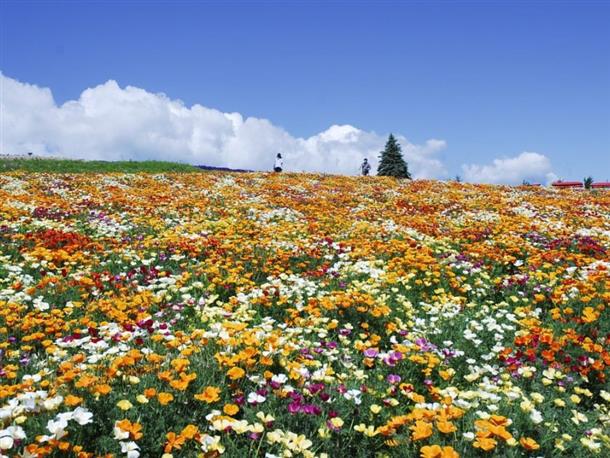 花々や植物が美しい絵画のよう♪