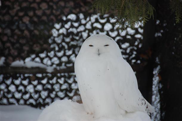 動物園（シロフクロウ）