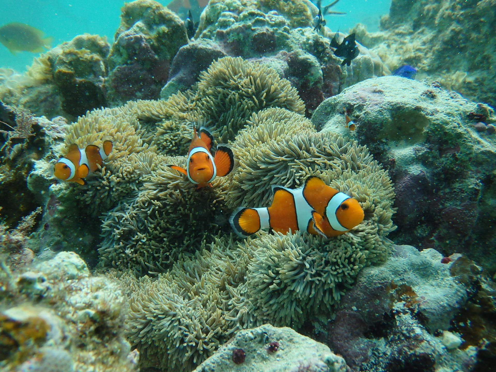 カラフルなお魚さんたちがお出迎え♪