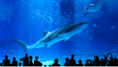 沖縄美ら海水族館