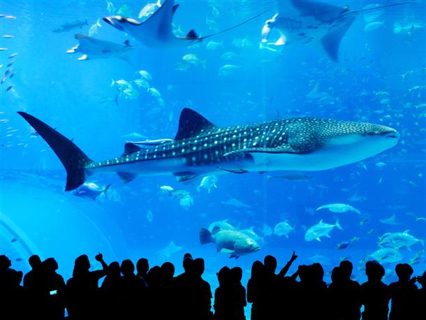 美ら海水族館