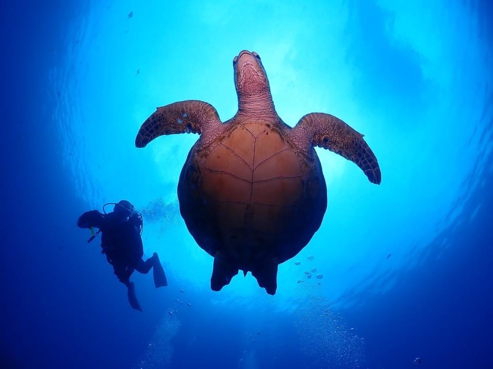 ウミガメに会えるかも！