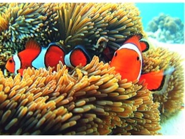 綺麗なお魚達もたくさん♪