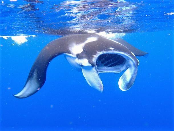 海遊びの中でダントツの人気、「幻の島」!