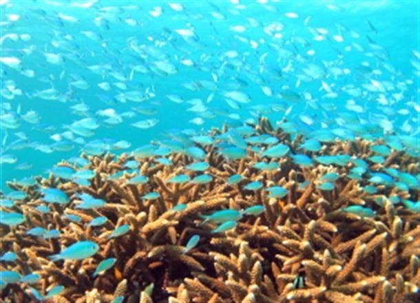 色とりどりの熱帯魚たち☆。・゜