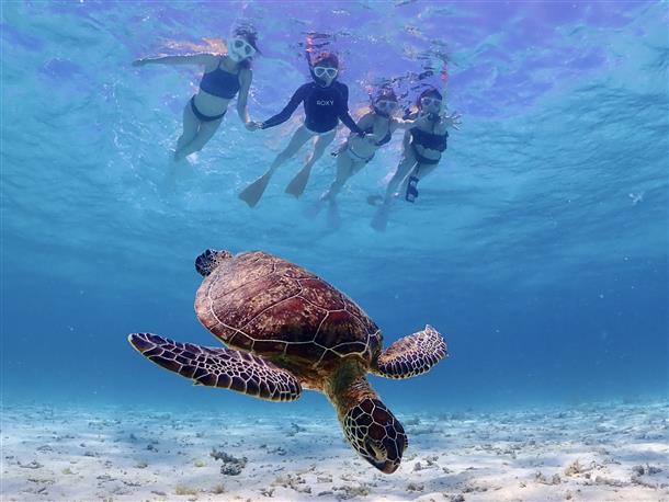サンゴ礁やウミガメなどの生き物観察★
