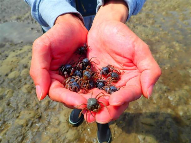 時間があれば干潟に上陸して生き物観察！
