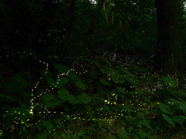 1時間ほどの限られたひと時だけ観賞可能